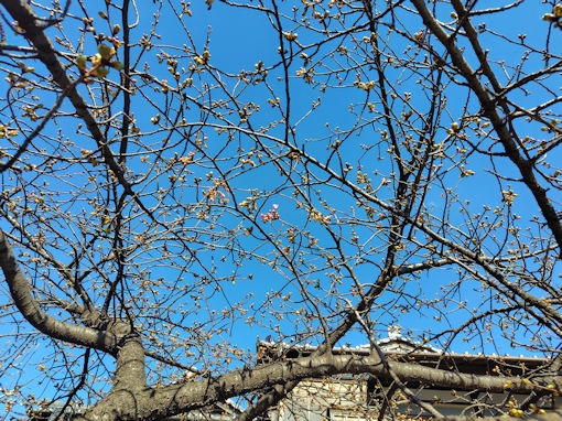 令和８年智泉院の河津桜の開花２