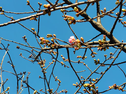 令和８年智泉院の河津桜の開花３