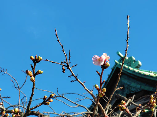 令和８年智泉院の河津桜の開花４