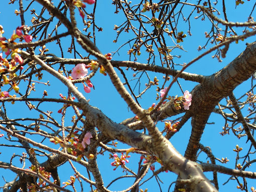 令和８年江戸川土手（市川南）河津桜の開花１