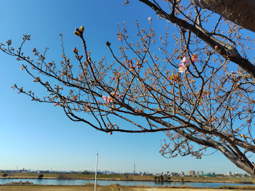 令和８年江戸川土手（市川南）河津桜の開花３