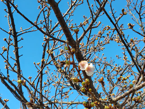 令和８年江戸川土手（市川南）河津桜の開花４