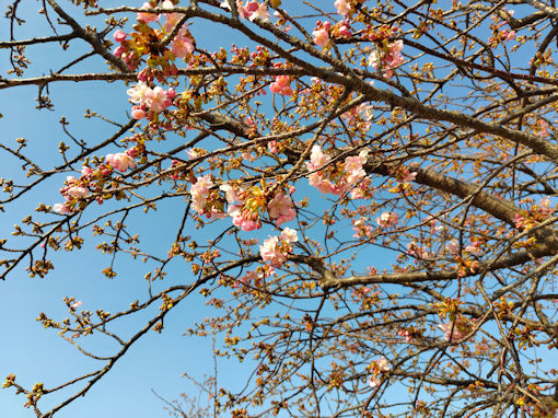 �ߘa�W�N�O���炫�̍]�ː�y���͒Í��P