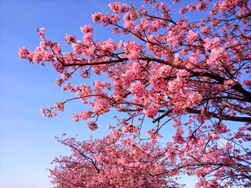 令和６年市川南五分咲きの河津桜２