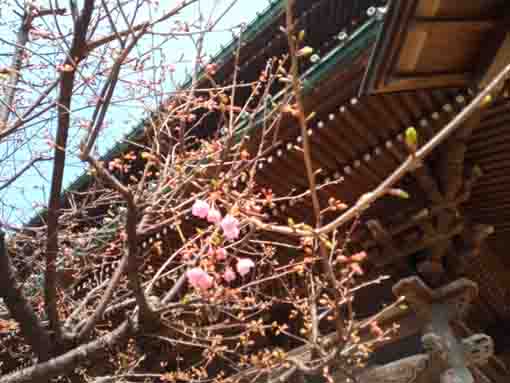 Kawazu Sakura Hokekyoji start blooming 1