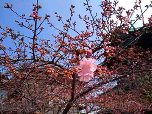 Kawazu Sakura Chisenin start blooming 2