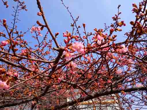 Kawazu Sakura Chisenin start blooming 1