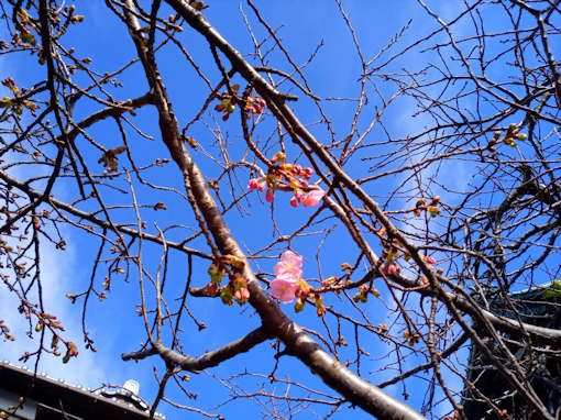 令和６年智泉院に咲き始めた河津桜２