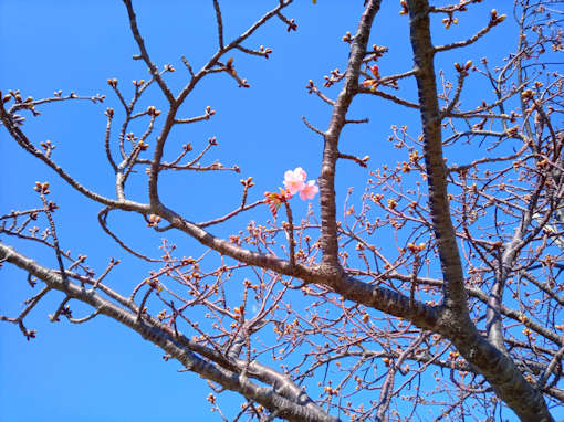 令和６年江戸川（市川南）の河津桜の開花１