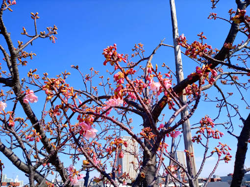 令和６年江戸川（市川南）の河津桜の開花２
