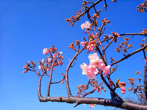 令和６年江戸川（市川南）の河津桜の開花３