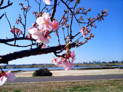 令和６年江戸川（市川南）の河津桜の開花４