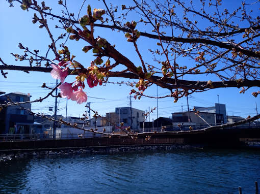 令和６年新川橋北詰の河津桜の開花１