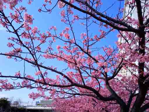 Kawazu Sakura along Kyutonegawa in 2022-5