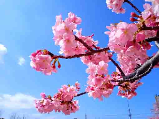 新川に咲く河津桜２