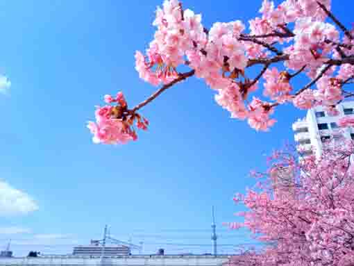 Kawazu Sakura along Kyutonegawa in 2022-1