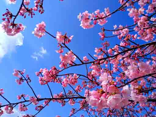 新川に咲く河津桜３