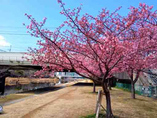 新川に咲く河津桜１