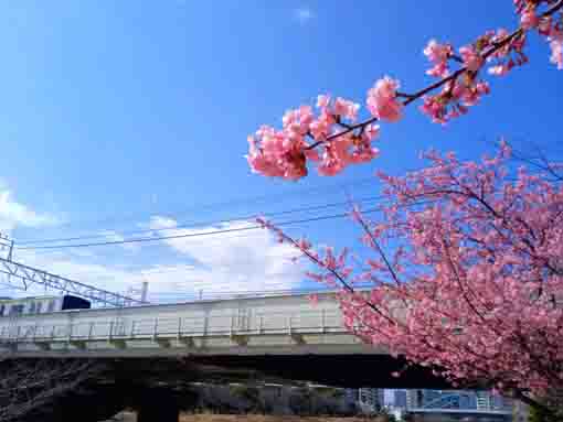 Kawazu Sakura along Kyutonegawa in 2022-2