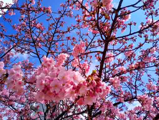 Kawazu Sakura along Kyutonegawa in 2022-4