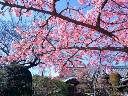 令和６年智泉院の満開の河津桜２