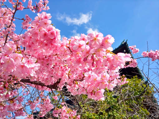 令和６年智泉院の満開の河津桜１