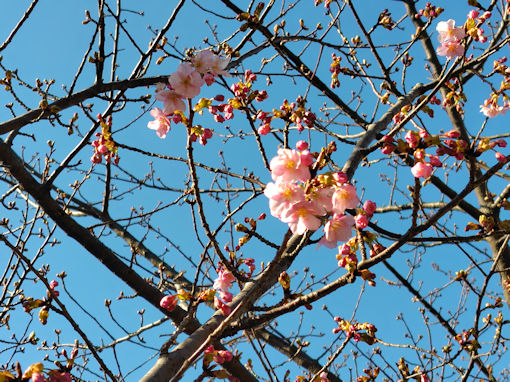 令和８年なぎさ公園の河津桜の開花１