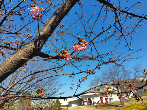 令和８年なぎさ公園の河津桜の開花２