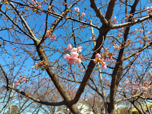 令和８年なぎさ公園の河津桜の開花３