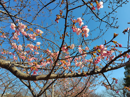 令和８年なぎさ公園の河津桜の開花４