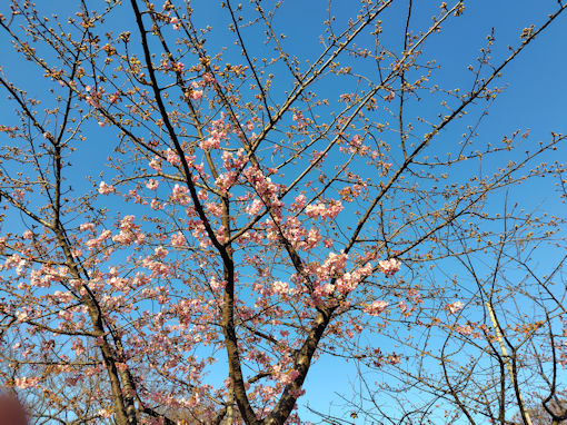 �ߘa�W�N�񕪍炫�̂Ȃ��������̉͒Í��P