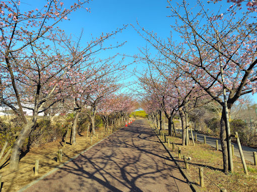 �ߘa�W�N�񕪍炫�̂Ȃ��������̉͒Í��Q