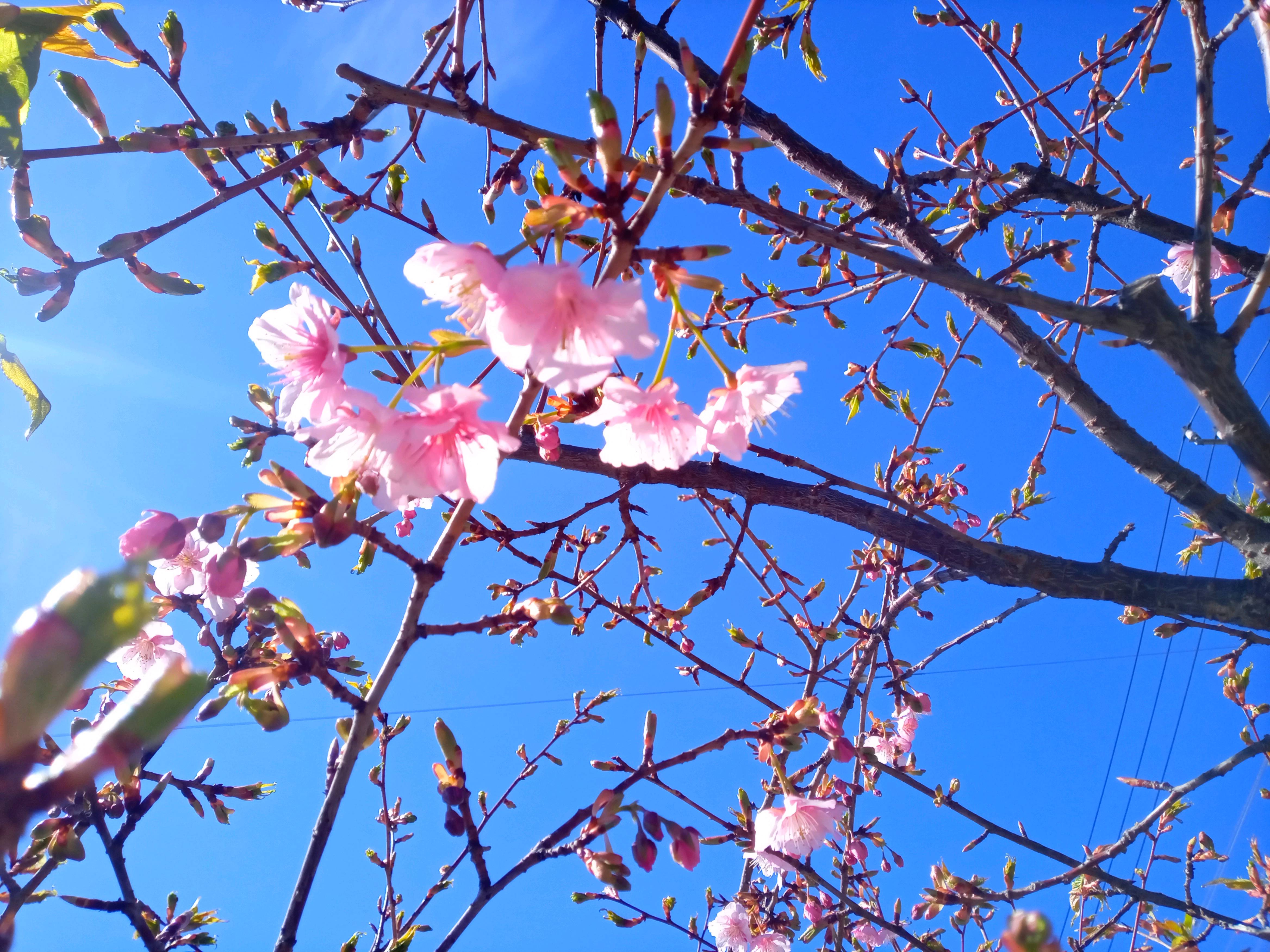 令和５年左近川親水公園で開花した河津桜２