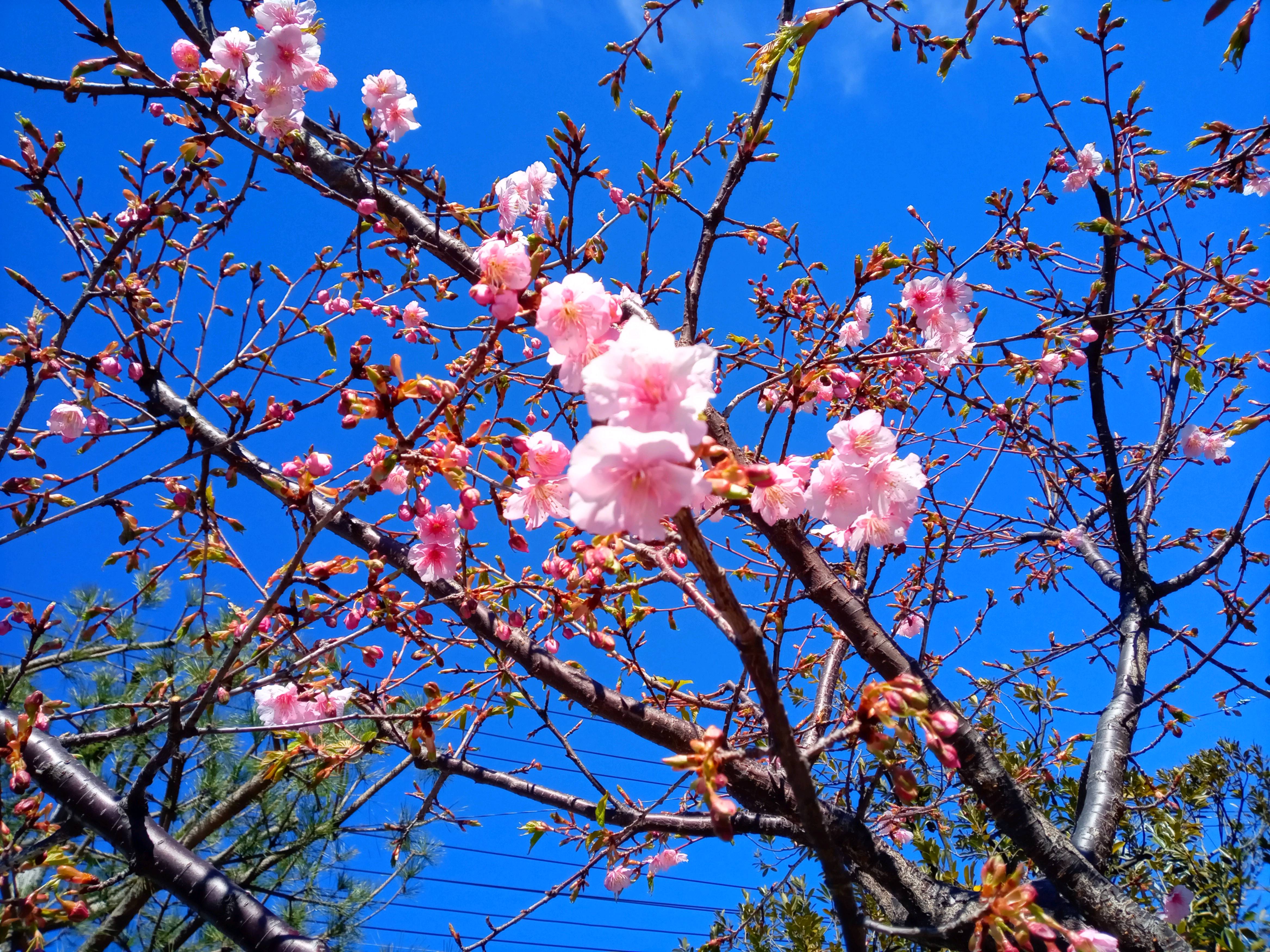 令和５年左近川親水公園で開花した河津桜３