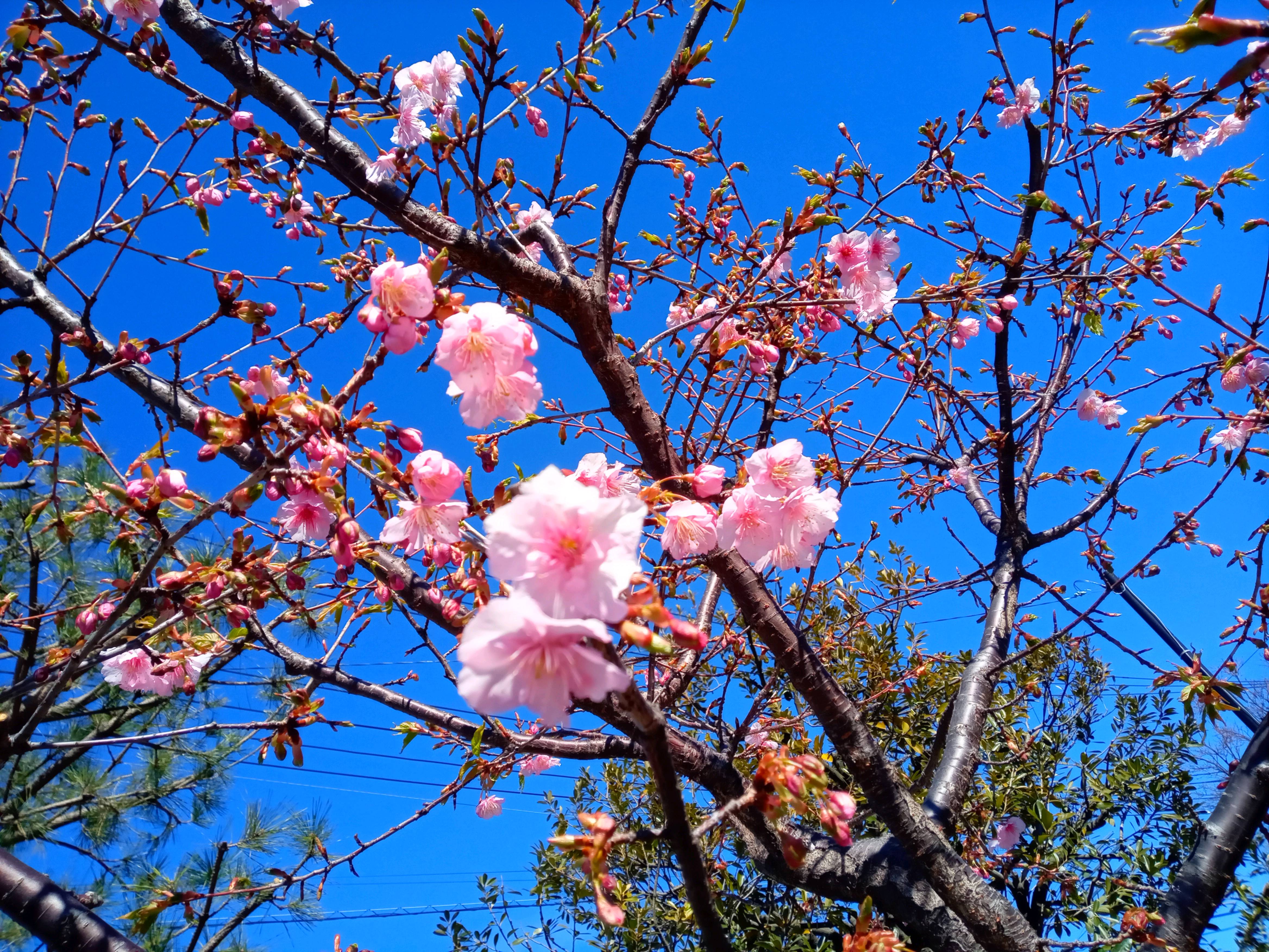 令和５年左近川親水公園で開花した河津桜４