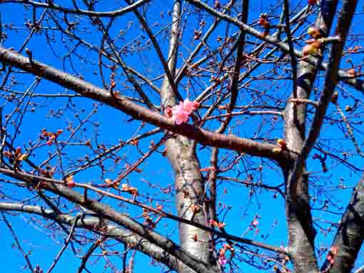 Kawazu Sakura Shinkawa Blooming 1