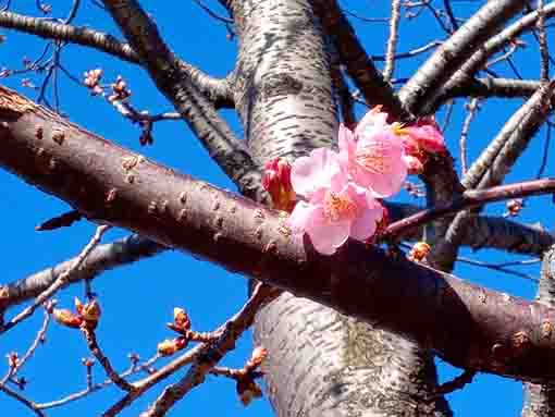 Kawazu Sakura Shinkawa Blooming 2