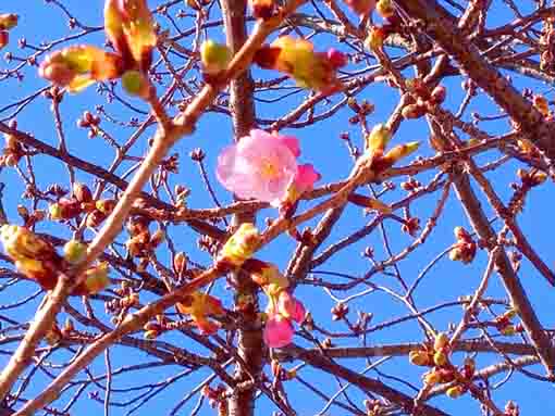 Kawazu Sakura Shinkawa Blooming 3