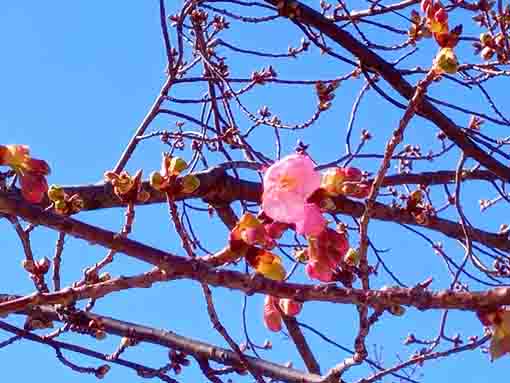 Kawazu Sakura Shinkawa Blooming 4