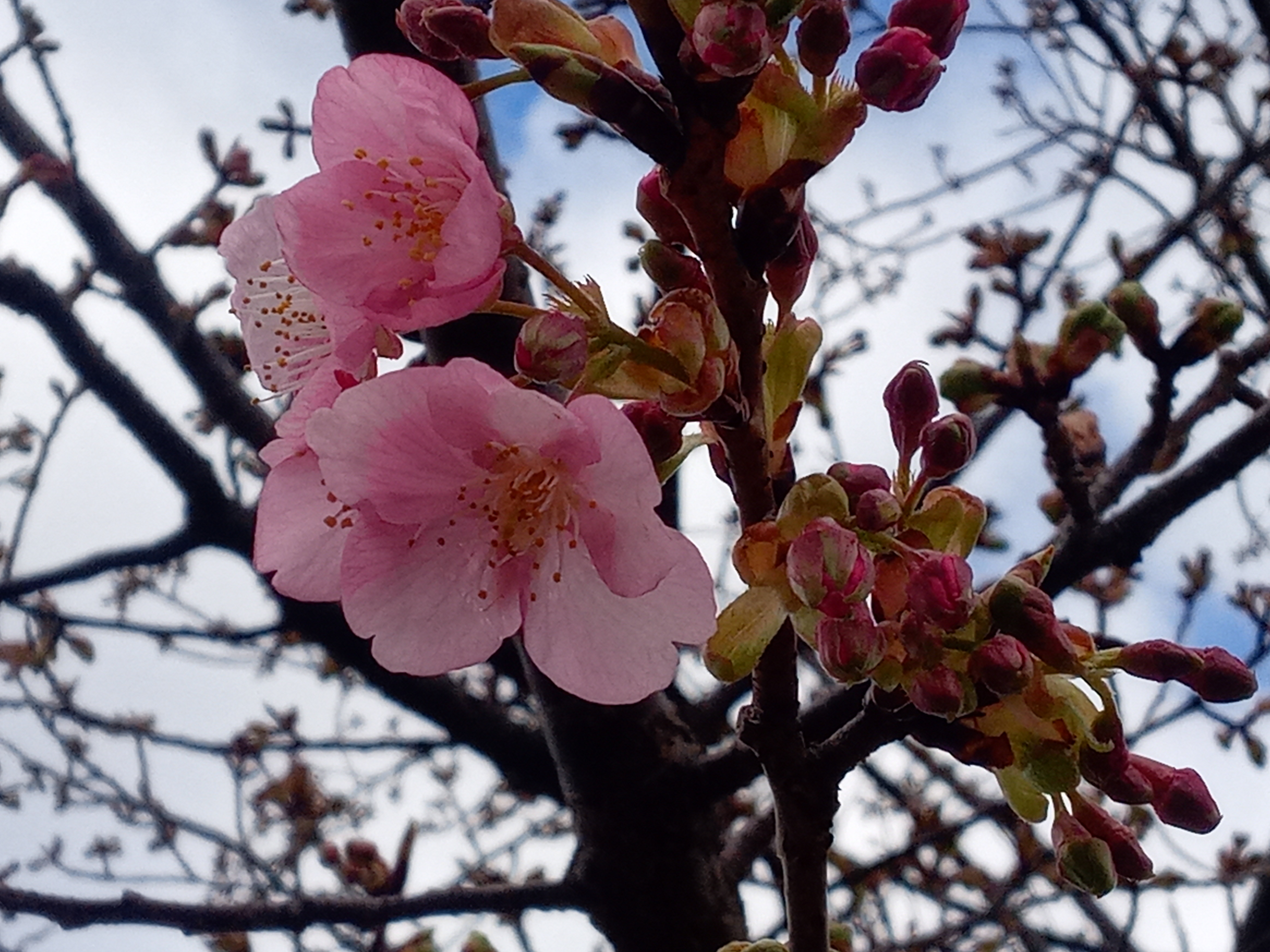 2023年新川に開花した河津桜１