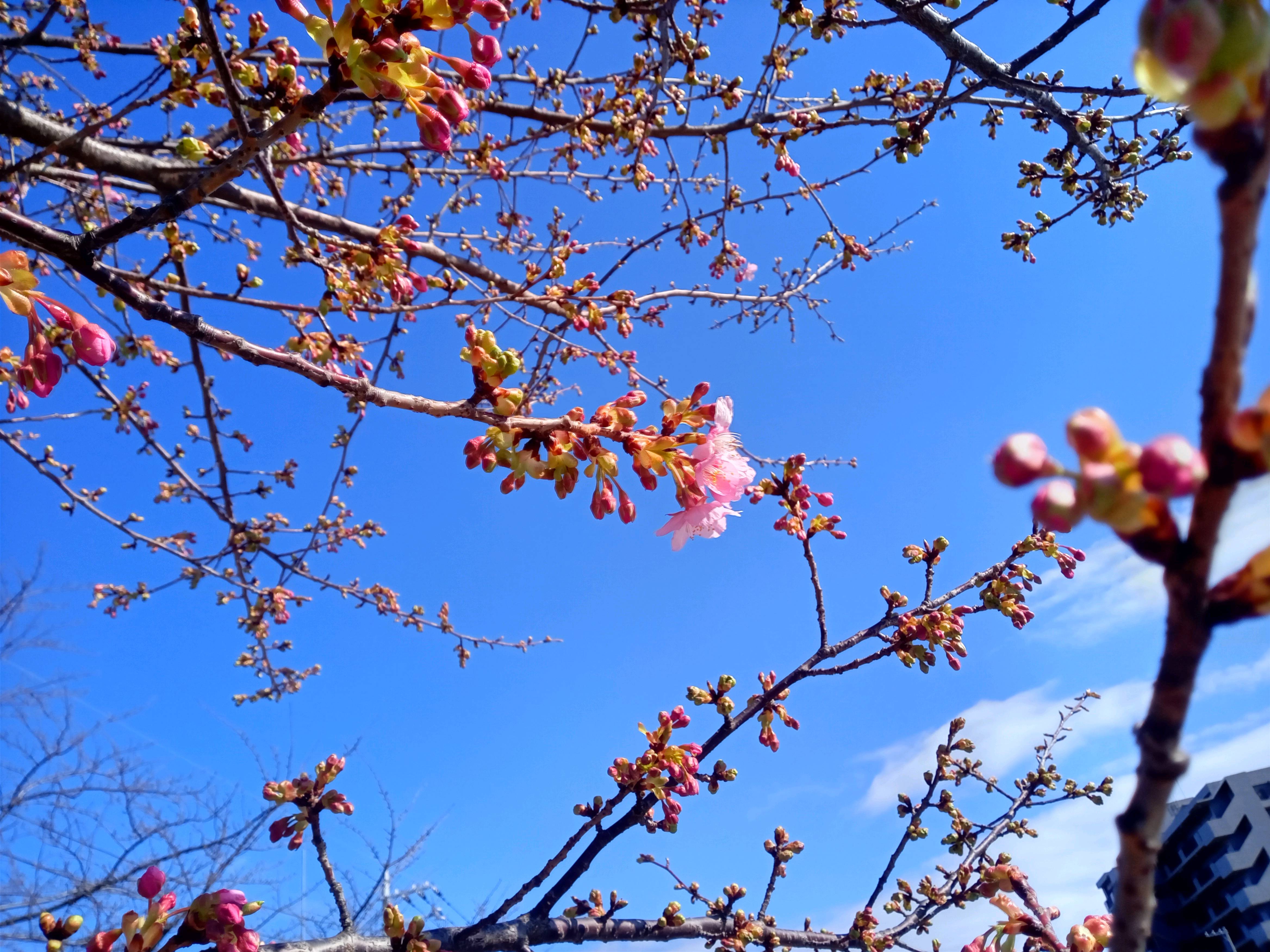 2023年新川に開花した河津桜２