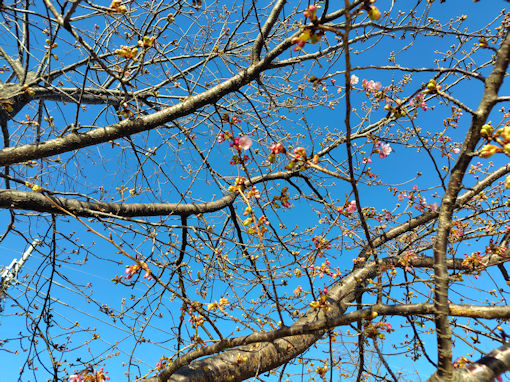 令和８年新川橋北詰の河津桜の開花２