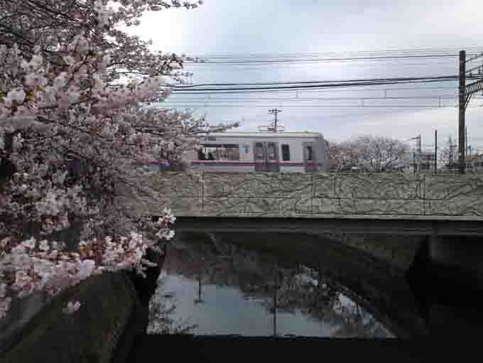 真間川と桜と京成電車
