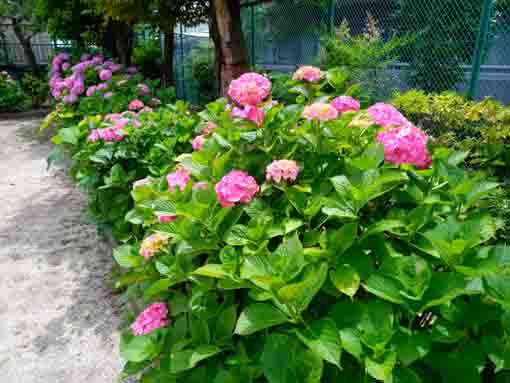 令和３年古川ケヤキ公園に咲く紫陽花の花②