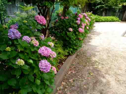 令和３年古川ケヤキ公園に咲く紫陽花の花①