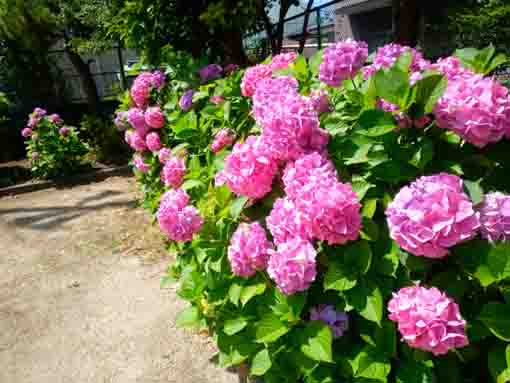 令和３年古川ケヤキ公園に咲く紫陽花の花④