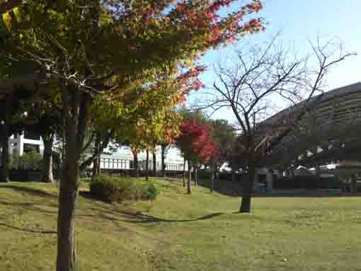 けやき公園秋の風景
