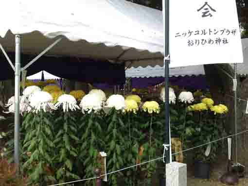 おりひめ神社参道脇に咲く黄色と白の菊花