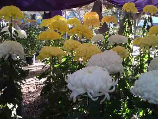 おりひめ神社に咲く黄色と白の菊の花