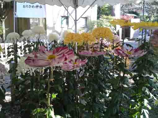 おりひめ神社に展示された一重の菊の花